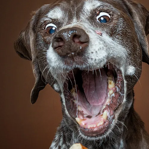 Close-up of a dog's face with its mouth wide open, appearing excited or surprised, showing its teeth and tongue.