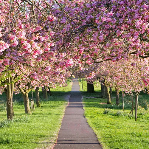 A narrow path lined with vibrant pink cherry blossom trees on both sides, with green grass surrounding the pathway.