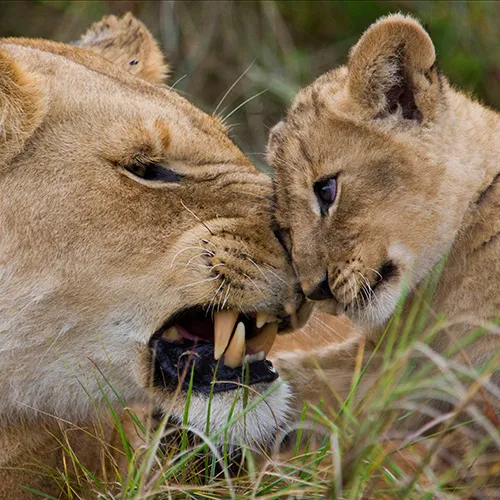 Close-up of a lioness and her cub nuzzling each other, with the lioness's teeth visible, in a grassy environment.